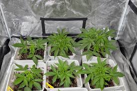 Understanding the World of Marijuana Seeds in Nevada Understanding the World of Marijuana Seeds in Nevada