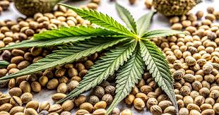 Understanding the World of Marijuana Seeds in Nevada Understanding the World of Marijuana Seeds in Nevada