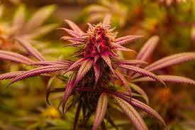Understanding the World of Marijuana Seeds in Nevada Understanding the World of Marijuana Seeds in Nevada